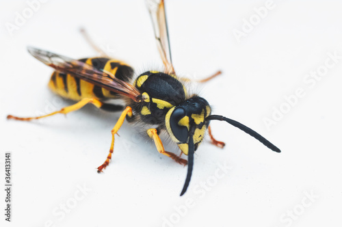 A wasp on white background