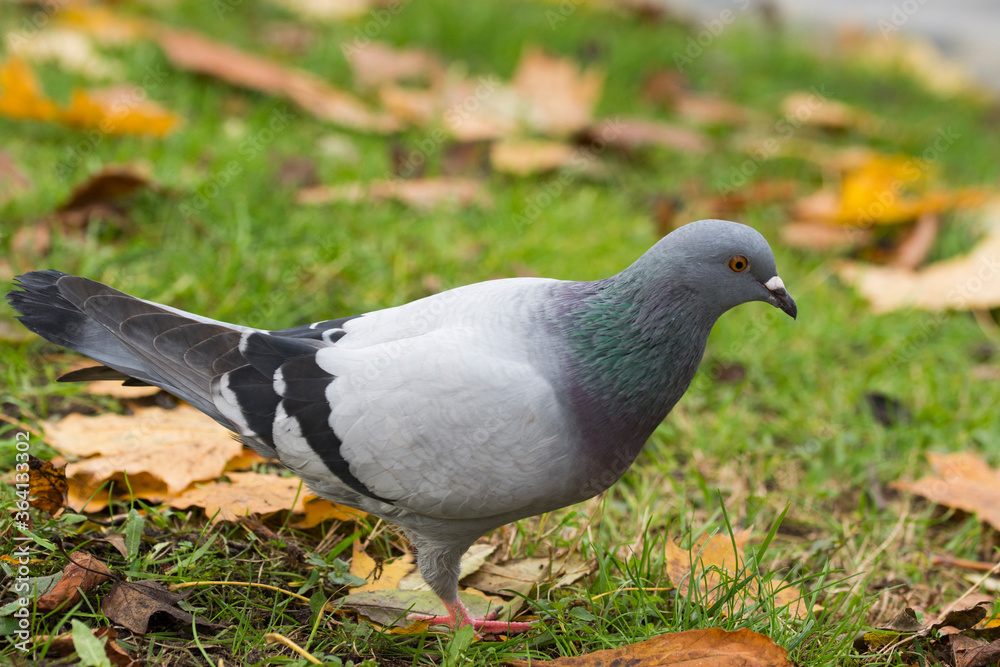 Pidgeons sitting on a stone wall. Autumn in a park. Pidgeons sitting on a stone wall. Autumn in a park.