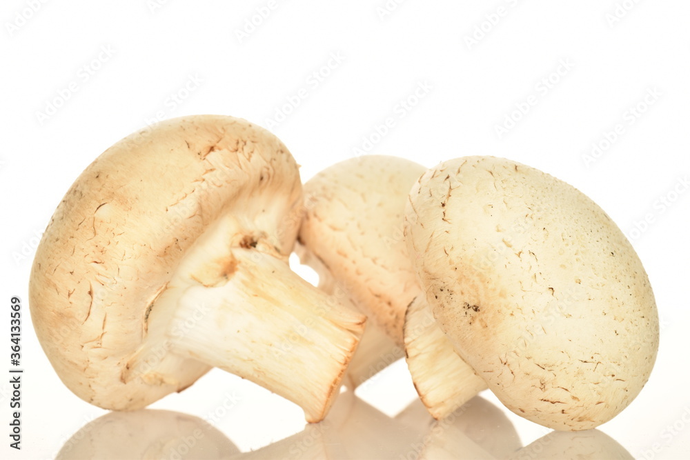 Fresh mushrooms, close-up, on a white background. Fresh mushrooms, close-up, on a white background.