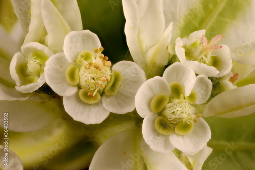 White-Margined Spurge (Euphorbia marginata). Inflorescence Detail Closeup