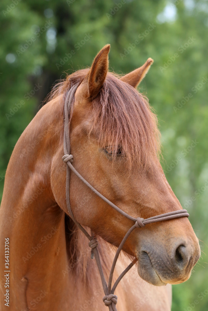 Head of a purebred young horse on natural background at rural animal farm Head of a purebred young horse on natural background at rural animal farm