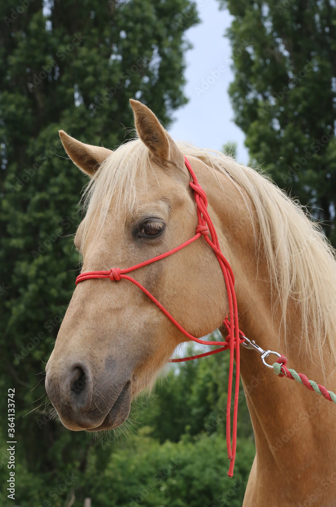 Naklejka premium Head of a purebred young horse on natural background at rural animal farm