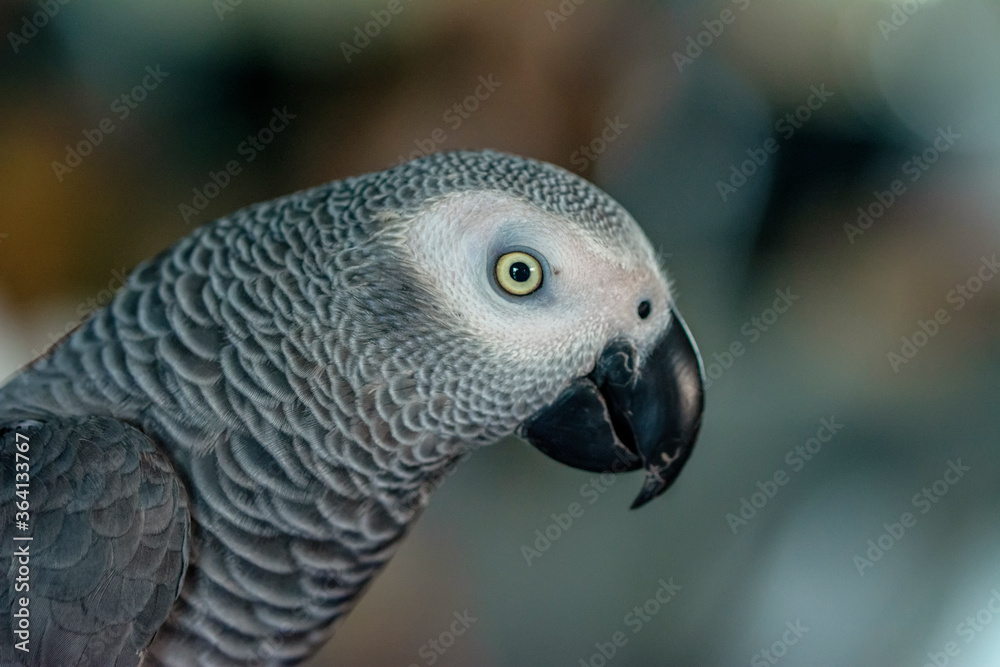 Obraz premium Close up of African Gray Parrot with brown background