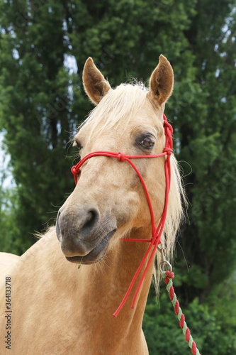Head of a purebred young horse on natural background at rural animal farm
