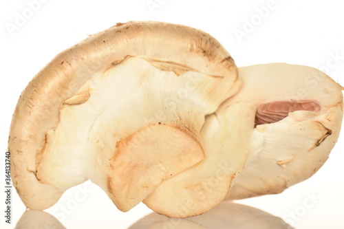Fresh mushrooms, close-up, on a white background.