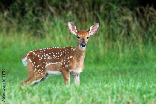 Whitetailed deer fawn in an open meadow i nth esummer