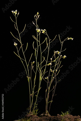 Thale Cress (Arabidopsis thaliana). Habit
