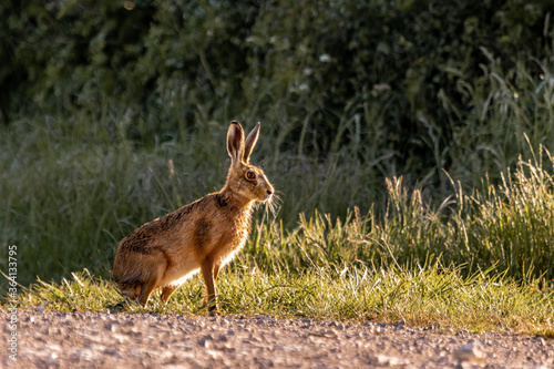 Brown Hare © Philip Tomlinson
