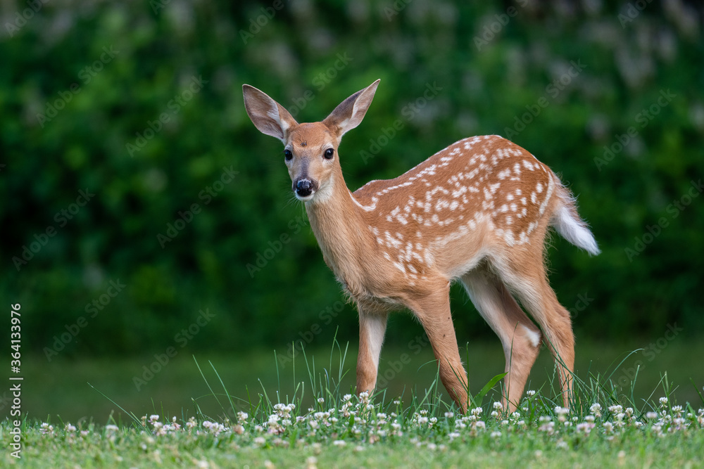 Whitetailed deer fawn in an open meadow i nth esummer