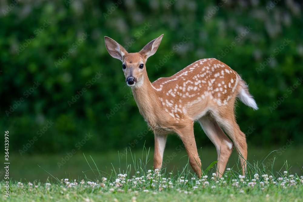 Whitetailed deer fawn in an open meadow i nth esummer Whitetailed deer fawn in an open meadow i nth esummer