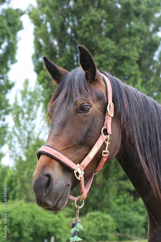 Head shot portrait close up of a beautiful saddle horse at summer paddock Head shot portrait close up of a beautiful saddle horse at summer paddock