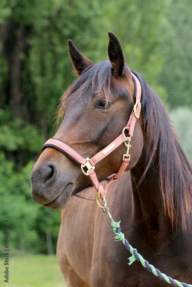 Head shot portrait close up of a beautiful saddle horse at summer paddock Head shot portrait close up of a beautiful saddle horse at summer paddock