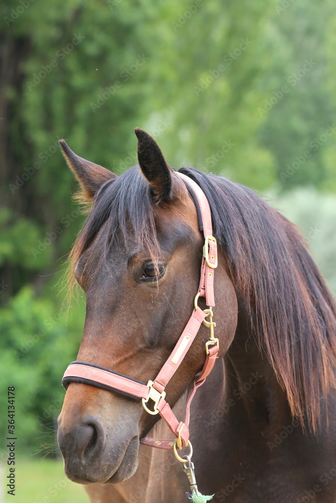 Head shot portrait close up of a beautiful saddle horse at summer paddock Head shot portrait close up of a beautiful saddle horse at summer paddock
