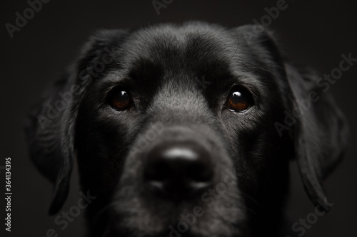 isolated older black labrador retriever dog close up head portrait looking at the camera on a dark background in the studio © Oszkár Dániel Gáti