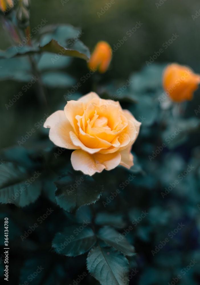 Open, incredibly beautiful yellow rose in the garden Open, incredibly beautiful yellow rose in the garden