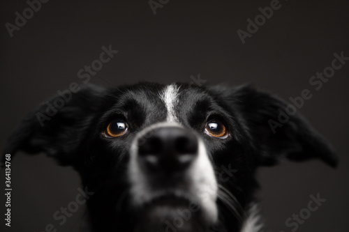 isolated black and white border collie close up head portrait looking up on a dark background in the studio © Oszkár Dániel Gáti