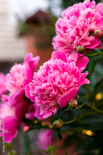 .Pink bright flower growing in the garden
