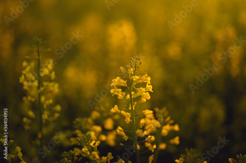 yellow canola rapeseed flowers close up at sunrise in spring