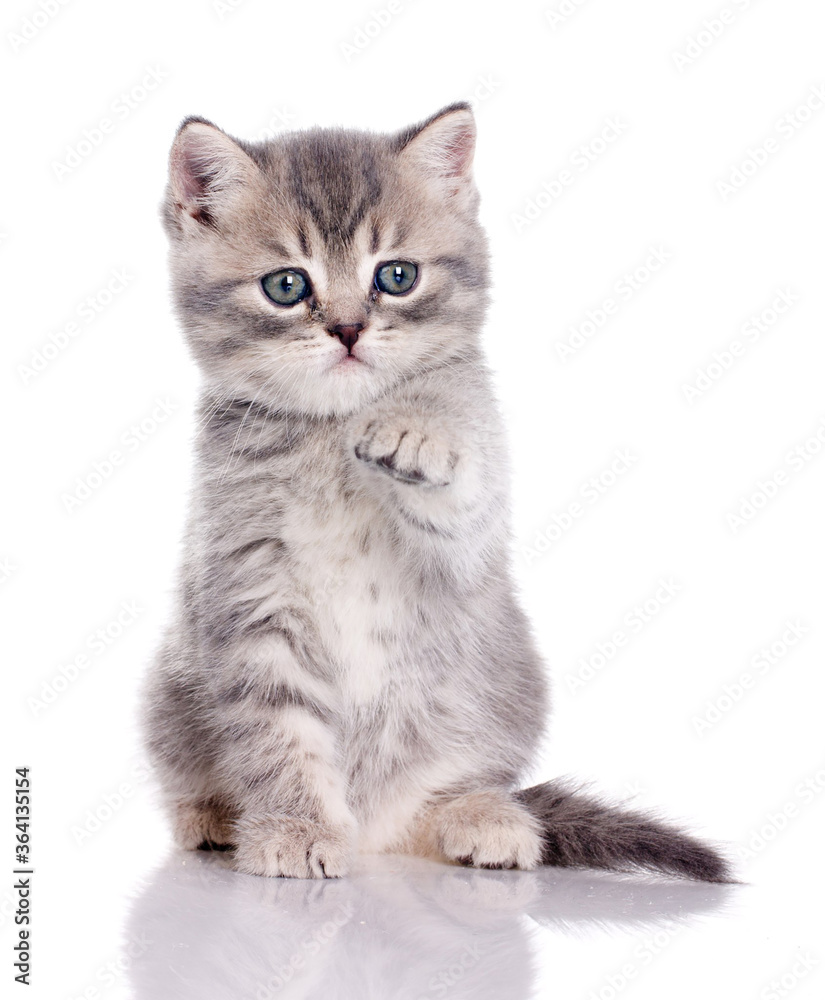Cute kitten pointing forward