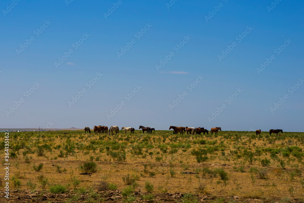 A herd of horses on the horizon. Horse pasture. Blue sky with clouds. Horses graze in the steppe. Summer steppe landscape. Meadow with green grass and flowers. Skyline