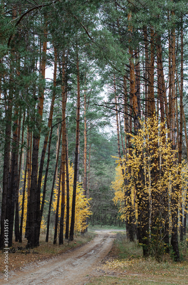 Obraz premium road, way forward