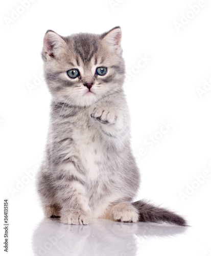 Cute kitten pointing forward