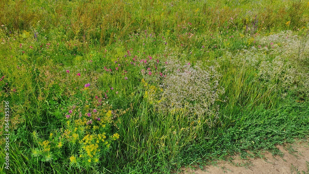 green grass field green grass field