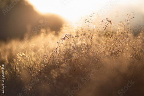 yellow dry wild grass close up blurry background at sunset