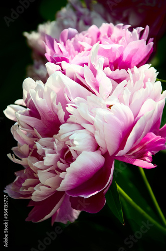 Fototapeta Naklejka Na Ścianę i Meble -  peony flower close up