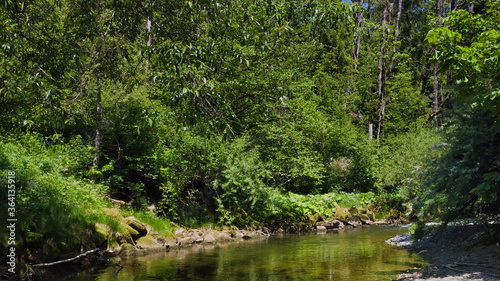Small stream in a forest