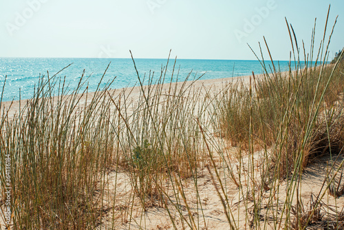 Grass on the sandy beach