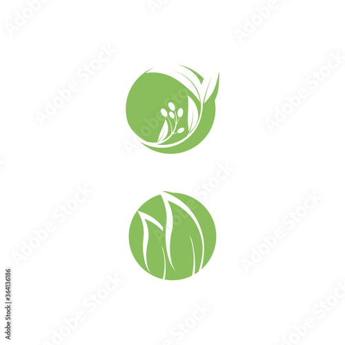 Eucalyptus leaves logo vector template