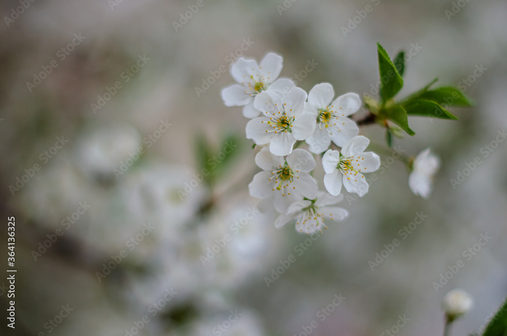 flowers flowers