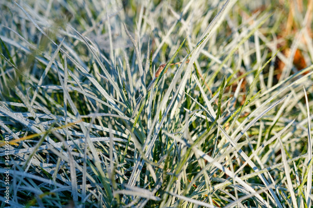 Decorative green grass with dewdrops close-up in sunlight at sunny autumn morning Decorative green grass with dewdrops close-up in sunlight at sunny autumn morning
