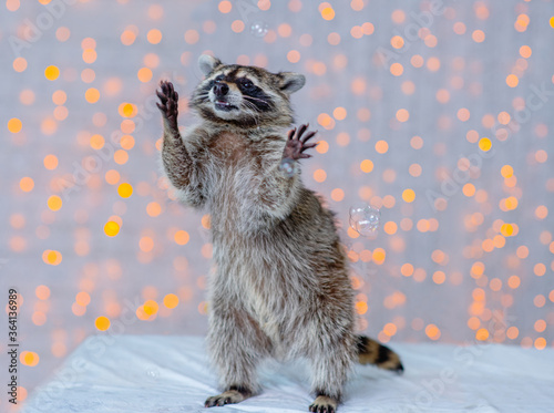 Foto A cute little raccoon standing on its hind legs raised its front legs in a gestu