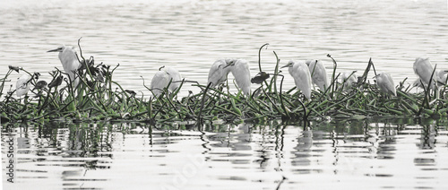 Heron in water
