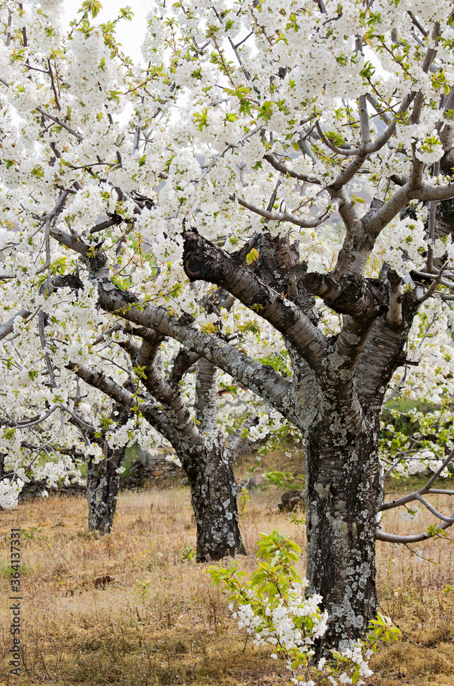 Flowering cherry in Valley of Jerte. Caceres. Spain. Flowering cherry in Valley of Jerte. Caceres. Spain.
