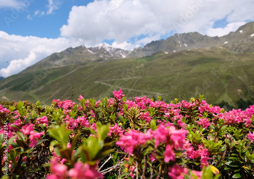 Alpine rose in Kühtai Tyrol photo