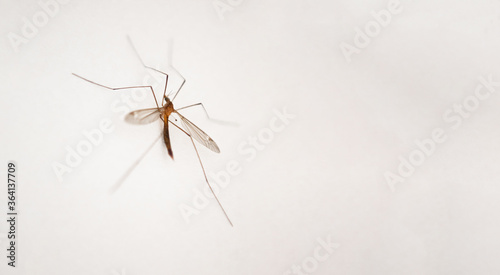 
mosquito on the wall