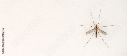 
mosquito on the wall