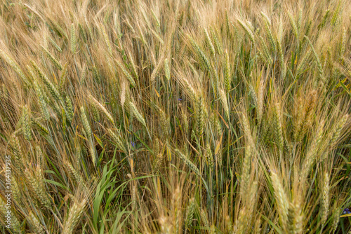 not completely ripe ears of grain, mainly barley © rparys