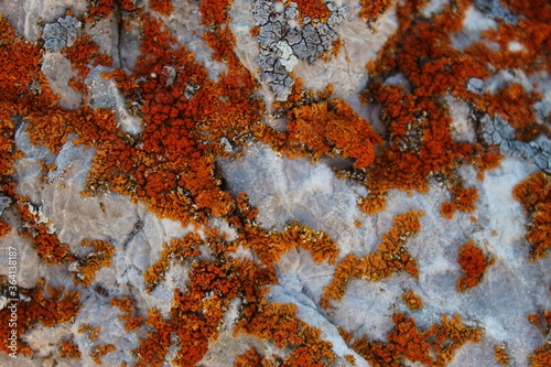 Many small colonies of orange lichen on the stone. © Mahir