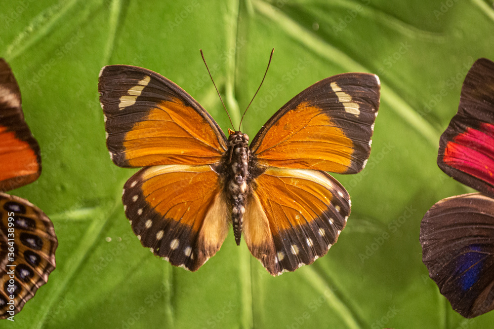 Queen butterfly (Danaus gylippus) with colorful butterflies flowers