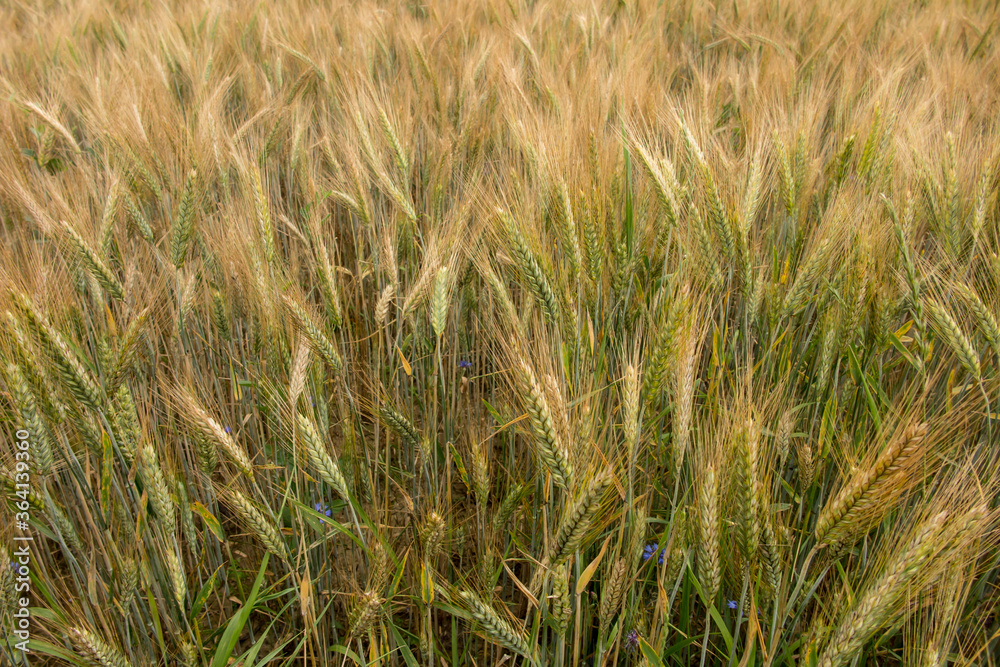 not completely ripe ears of grain, mainly barley not completely ripe ears of grain, mainly barley