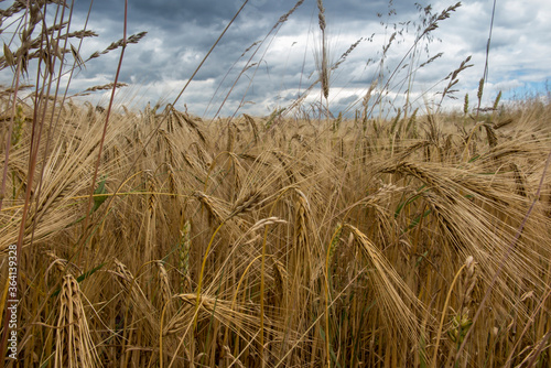 not completely ripe ears of grain, mainly barley