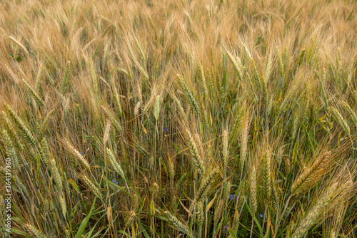 not completely ripe ears of grain, mainly barley © rparys