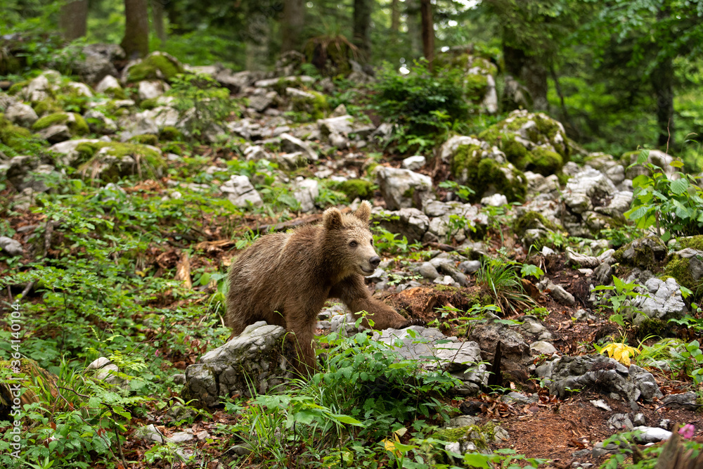Fototapeta premium Brown bears in the forest. European bear moving in nature. Brown bear from Slovenia. Wildlife walking in nature. Bear in wildlife. Small bears in the forest. Spring in nature. 