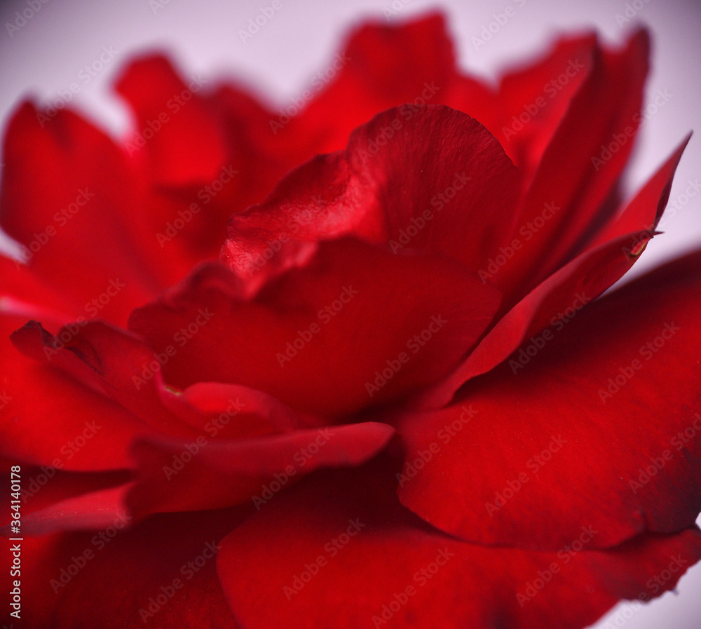 red rose background photo made in Weert the Netherlands
