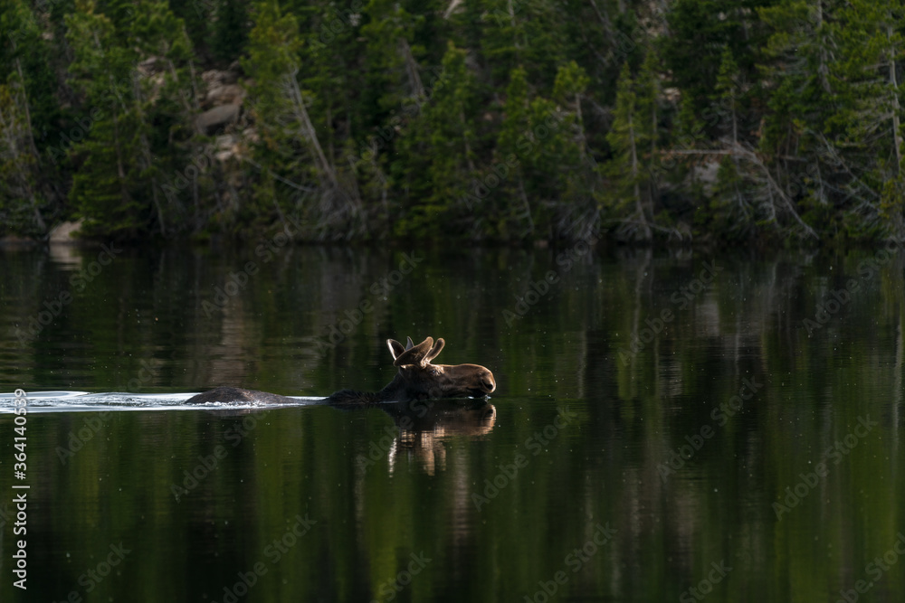 Moose Swimming in Rocky Mountain National Park