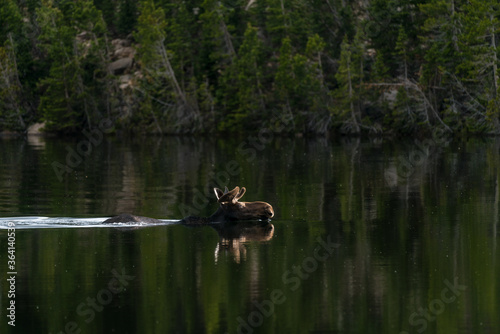 Moose Swimming in Rocky Mountain National Park